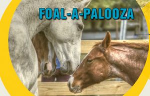 Foalapalooza 2017 (final 3.13v.2)