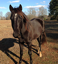 black-stallion-tobe-gelding