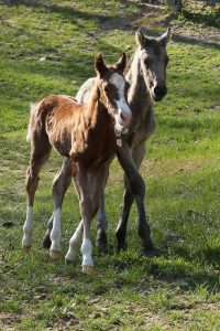 Nurse Mare Foals 2016