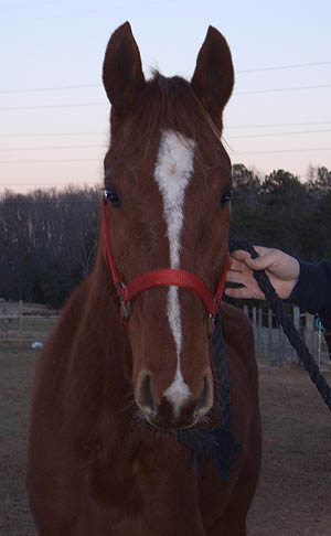 saddlebred