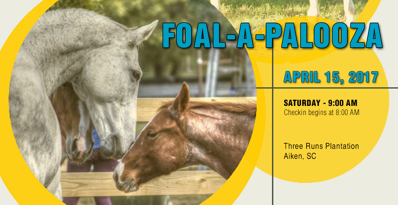 Dream Equine Therapy Center Giving Rescued or Rehabilitated Equines a