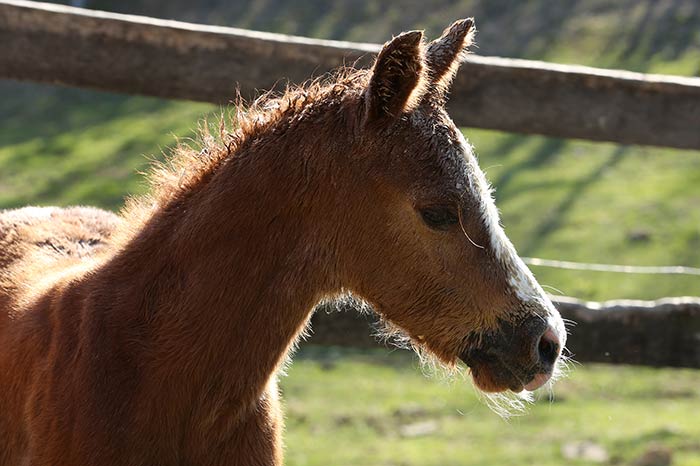 Equine Adoption